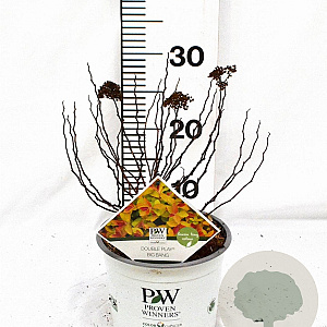 Spiraea Double Play Big Bang 30-40 cm 3,0L