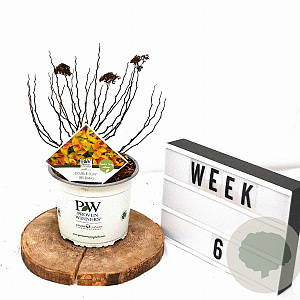 Spiraea Double Play Big Bang 30-40 cm 3,0L