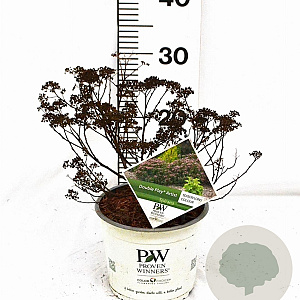 Spiraea jap. Double Play Artist 30-40 cm 3,0L