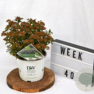 Spiraea jap. Double Play Artist 30-40 cm 3,0L