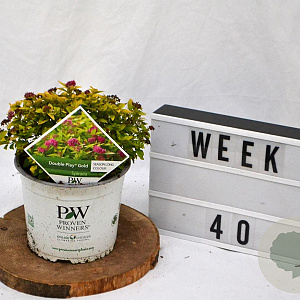 Spiraea jap. Double Play Gold 25-30 cm 3,0L