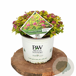 Spiraea jap. Double Play Gold 25-30 cm 3,0L