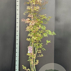 Acer pal. 'Atropurpureum' 150-175 cm 20L