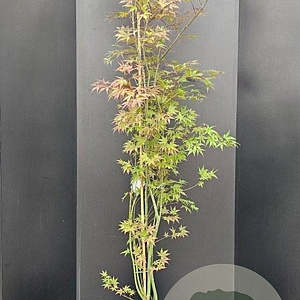 Acer pal. 'Atropurpureum' 150-175 cm 20L