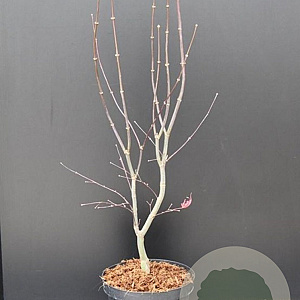 Acer pal. 'Bloodgood' 60-80 cm 7,5L