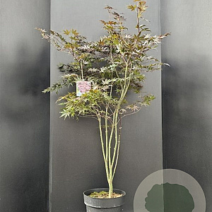 Acer pal. 'Bloodgood' 100-125 cm 10L