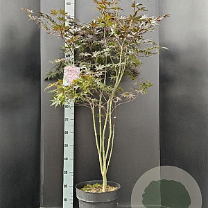 Acer pal. 'Bloodgood' 100-125 cm 10L