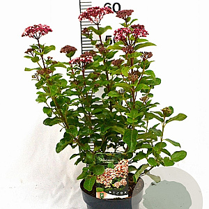 Viburnum tin. Lisarose 40-50 cm 3,0L