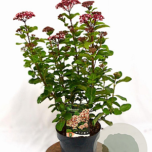 Viburnum tin. Lisarose 40-50 cm 3,0L