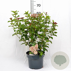Viburnum tin. Lisarose 40-60 cm 5,0L