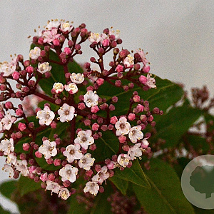 Viburnum tin. Spirit 30-40 cm 3,0L