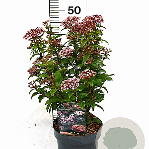 Viburnum tin. Spirit 30-40 cm 3,0L