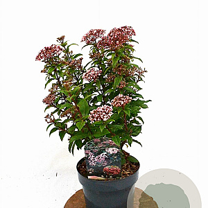 Viburnum tin. Spirit 30-40 cm 3,0L