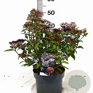 Viburnum tin. Spirit 40-60 cm 5,0L
