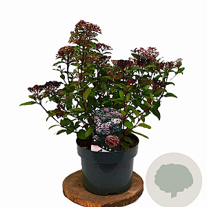 Viburnum tin. Spirit 40-60 cm 5,0L