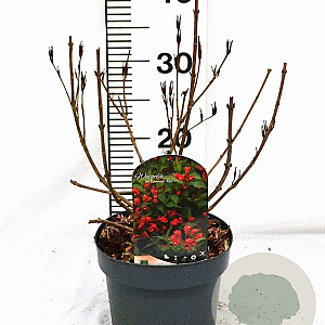 Weigela All Summer Red 30-40 cm 3,0L