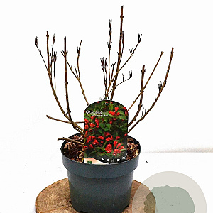 Weigela All Summer Red 30-40 cm 3,0L