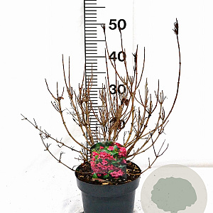 Weigela Big Love 30-40 cm 3,0L