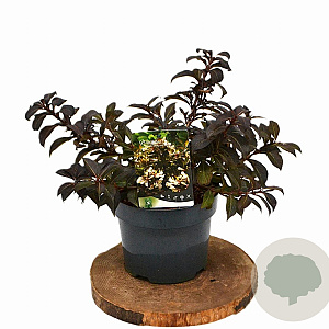 Weigela Black and White 25-30 cm 3,0L