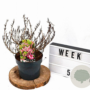 Weigela Picobella Rosa 25-30 cm 3,0L