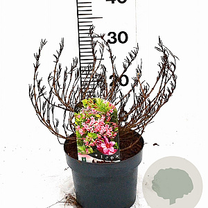 Weigela Picobella Rosa 25-30 cm 3,0L