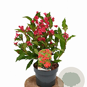 Weigela 'Red Prince' 40-50 cm 3,0L
