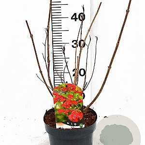 Weigela 'Red Prince' 40-50 cm 3,0L