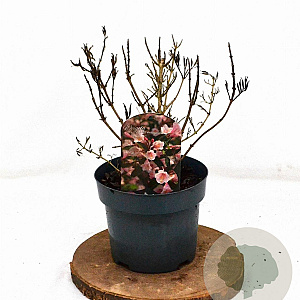 Weigela Vintage Love 25-30 cm 3,0L