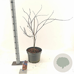 Acer pal. 'Garnet' 50-60 cm 10L