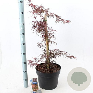Acer pal. 'Garnet' 50-60 cm 10L
