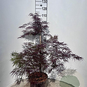Acer pal. 'Garnet' 50-60 cm 10L