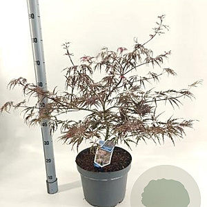 Acer pal. 'Garnet' 50-60 cm 10L