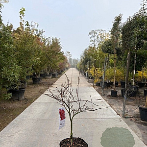 Acer pal. 'Garnet' 50-60 cm 10L