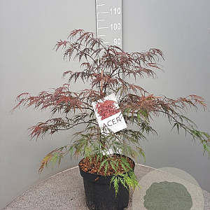 Acer pal. 'Garnet' 50-60 cm 10L