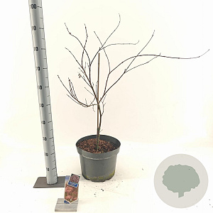 Acer pal. 'Garnet' 50-60 cm 10L