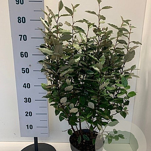 Elaeagnus ebb. 'Compacta' 80-100 cm 7,5L