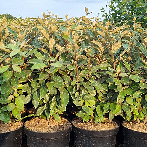 Elaeagnus ebb. 'Compacta' 80-100 cm 7,5L