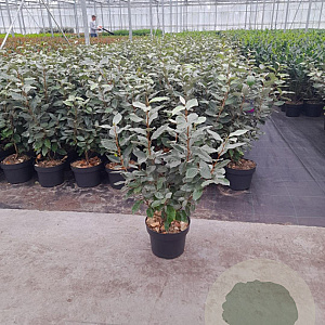 Elaeagnus ebb. 'Compacta' 80-100 cm 7,5L