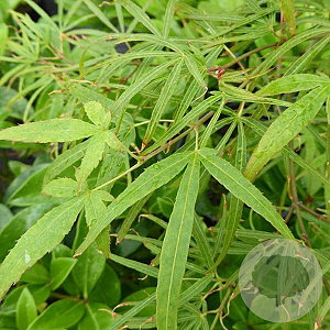 Acer pal. 'Linearilobum' 80-100 cm met kluit