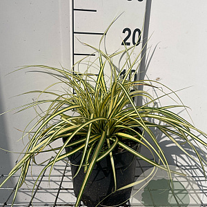 Carex oshim. 'Evergold' GM 2,0L
