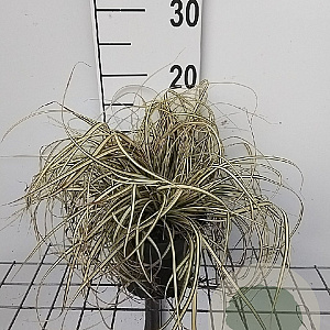 Carex oshim. 'Evergold' GM 2,0L