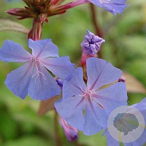 Ceratostigma willmottianum GM P9