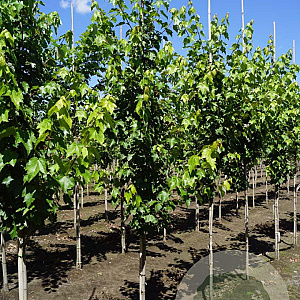 Acer rubrum 'Autumn Flame' 8-10 HO draadkluit