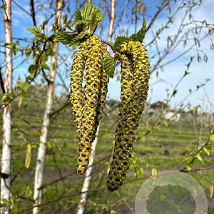 Betula pendula 10-12 HO draadkluit