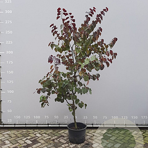 Cercis can. 'Merlot' 175-200 cm draadkluit meerstammig