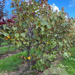 Cercis can. 'Merlot' 175-200 cm draadkluit meerstammig