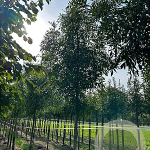 Fraxinus ang. 'Raywood' 10-12 HO draadkluit