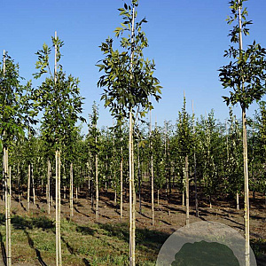 Fraxinus e. 'Altena' 10-12 HO draadkluit