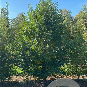 Halesia carolina 175-200 cm draadkluit meerstammig