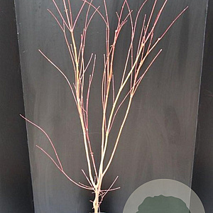 Acer pal. 'Sangokaku' 100-125 cm 10L